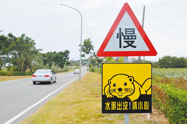 金门县府提醒经过水獭出没热区，应减速慢行避免发生「路杀」。（李金生摄）