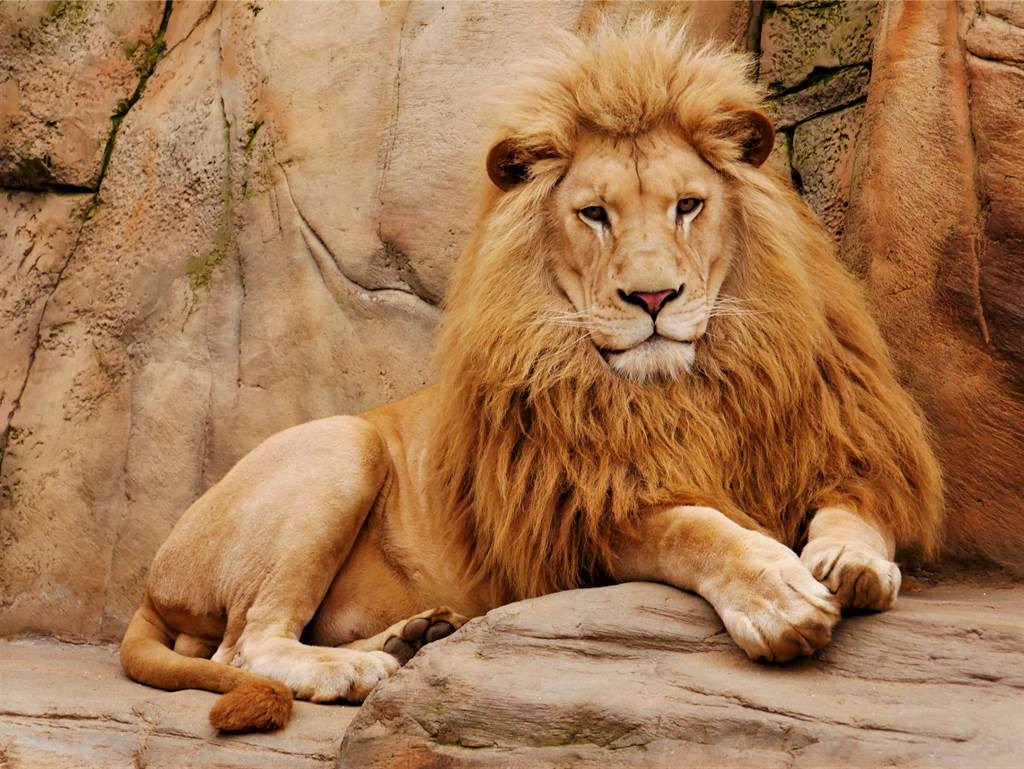 一名女子闖進動物園內獅子展區的柵欄裡，不斷向萬獸之王示愛，讓一旁遊客全看傻。(示意圖/達志影像)