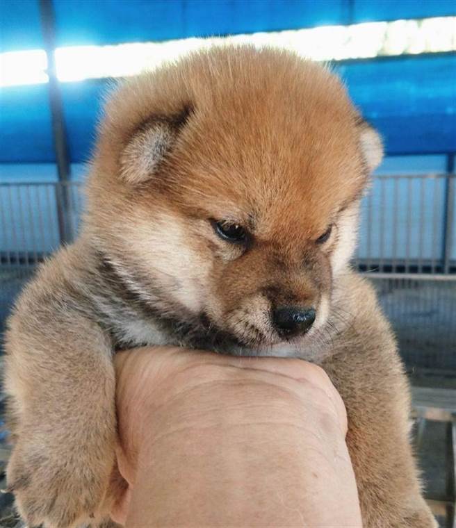 陳男在臉書上飼育繁殖的可愛柴犬幼犬照片。（翻攝臉書／石秀華高雄傳真）