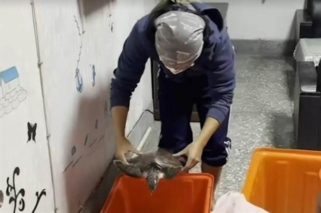 绿蠵龟逗留彰化顶庄海岸，海巡协助到屏东海生馆休养。（海巡署中部分署第三岸巡队提供／吴敏菁彰化传真）