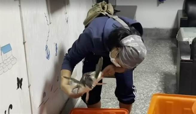 绿蠵龟逗留彰化顶庄海岸，海巡协助到屏东海生馆休养。（海巡署中部分署第三岸巡队提供／吴敏菁彰化传真）