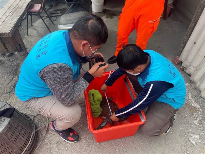 绿蠵龟逗留彰化顶庄海岸，海巡协助到屏东海生馆休养。（海巡署中部分署第三岸巡队提供／吴敏菁彰化传真）