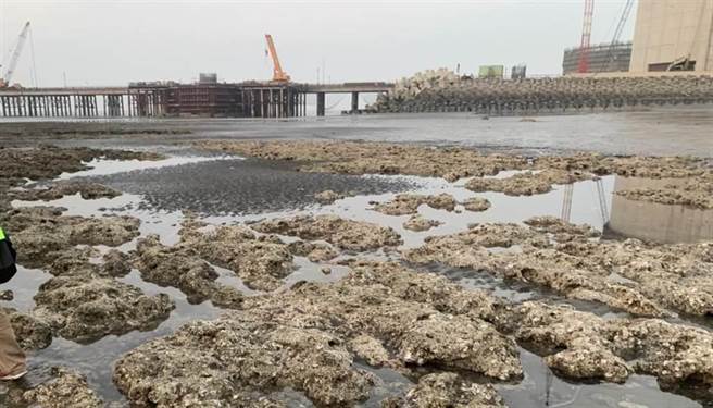 「珍愛藻礁」公投案意見發表會，於今晚18：30舉行。（本報系資料照片）