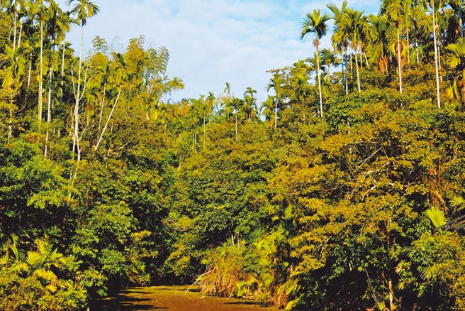 台湾若只想依靠森林来达成减碳目标，学者认为非常困难。图为地球公民基金会揭露政府「造林活动」流于人工栽植成效不彰记者会上，展示出鹿角埤生态园区20年復育成果。（地球公民基金会提供）