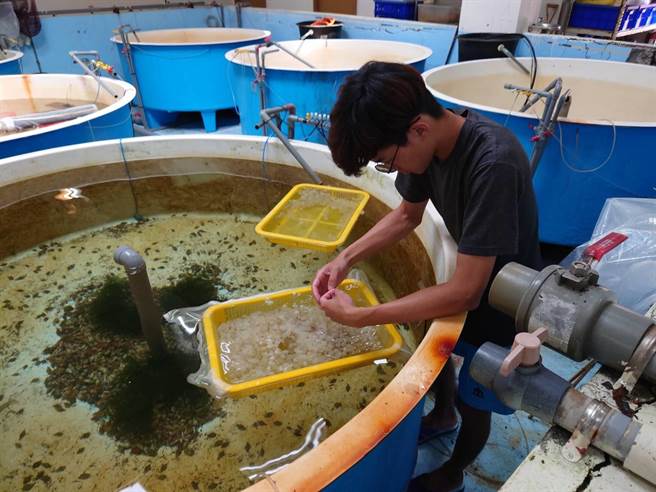 為了推動東北角經濟物種、地方原生種復育，新北市農業局2015年啟動雙花計畫，與海洋大學師生合作進行人工培養，6年來不間斷傳承研究，今年終於完成台灣首例花蟹成功養殖報告。（新北市農業局提供）