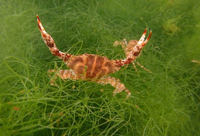 為了推動東北角經濟物種、地方原生種復育，新北市農業局2015年啟動雙花計畫，與海洋大學師生合作進行人工培養，6年來不間斷傳承研究，今年終於完成台灣首例花蟹成功養殖報告。（新北市農業局提供）