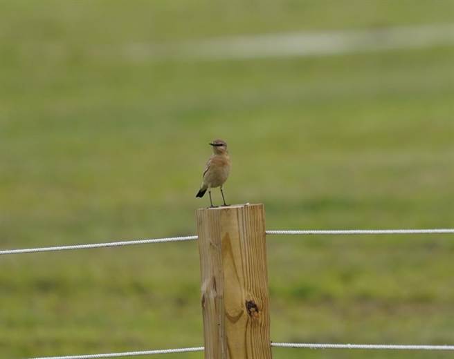 稀客「沙䳭」来访新北熊猴森乐园。（新北市高滩处提供）