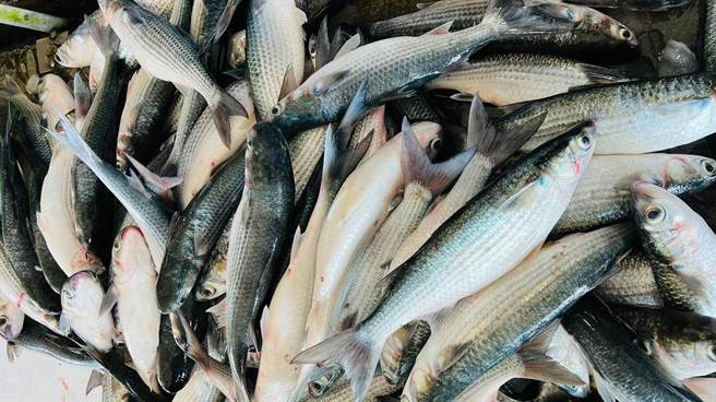 先头乌报到，线西塭仔港现捞乌被抢买一空。（赖清美提供／吴敏菁彰化传真）