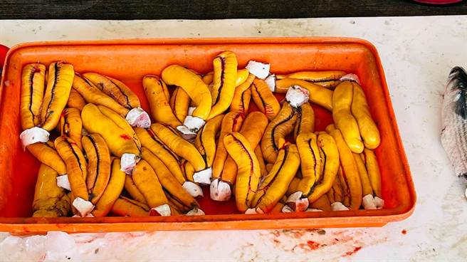 先头乌报到，渔民现剖黄澄澄乌鱼子。（赖清美提供／吴敏菁彰化传真）