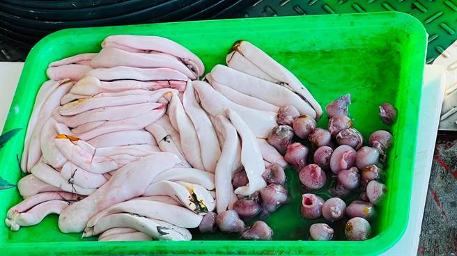 先头乌报到，渔民现剖鱼膘。（赖清美提供／吴敏菁彰化传真）