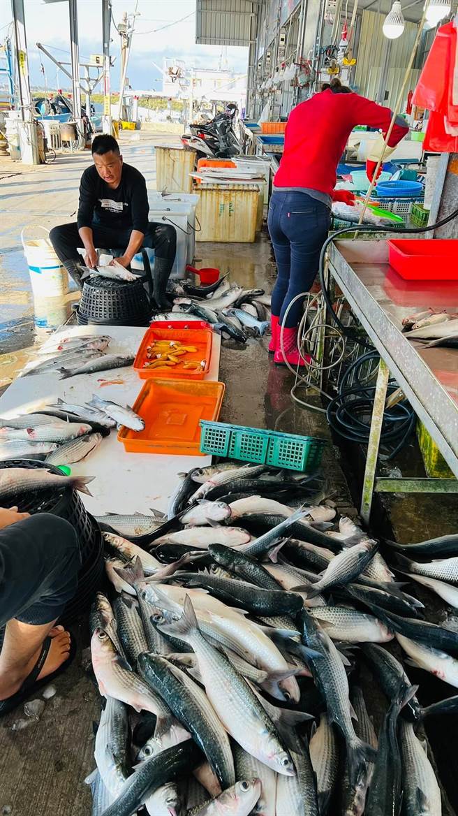 渔民李文龙分享怎么挑最新鲜乌鱼。（赖清美提供／吴敏菁彰化传真）