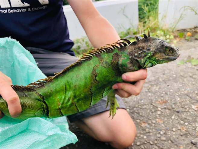云林县绿鬣蜥出没，生态人士呼吁提早防制避免形成族群。（张恒嘉提供／张朝欣云林传真）