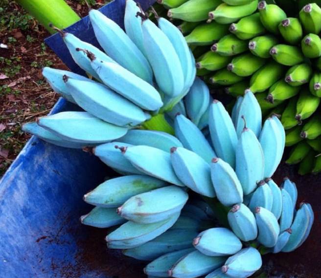 有別於一般大眾認知的黃色香蕉，原產於東南亞的「爪哇藍蕉」因特殊的顏色和口感，在全球爆紅。（圖片翻攝自推特／@ghraaib）