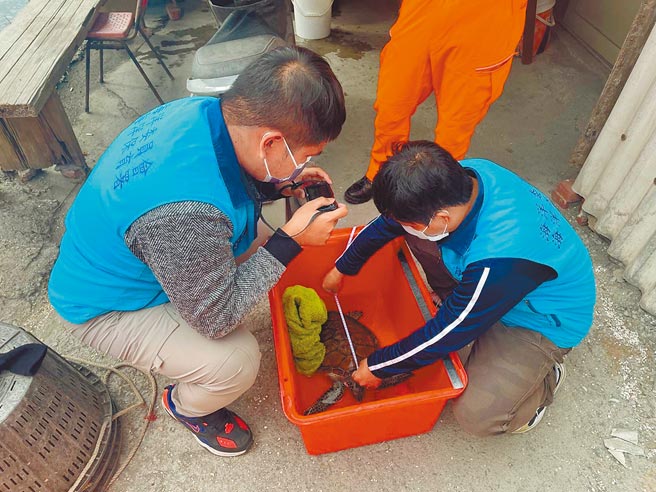 绿蠵龟逗留彰化顶庄海岸，海巡协助到屏东海生馆休养。（海巡署中部分署第三岸巡队提供／吴敏菁彰化传真）