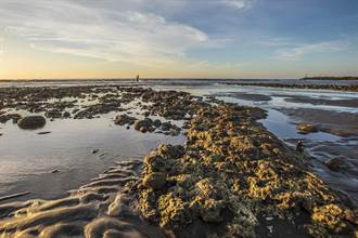 特生中心建議新豐藻礁不宜人工干擾 慢慢恢復自然生態