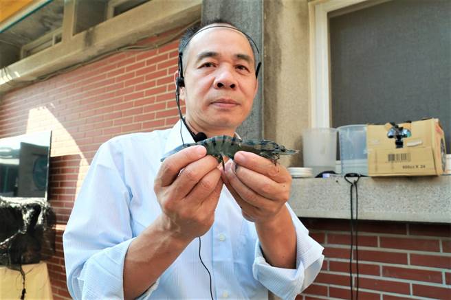 國立中山大學海洋科學院研究發現，海洋酸化導致草蝦外觀、口感、味道變劣。（國立中山大學提供／袁庭堯高雄傳真）