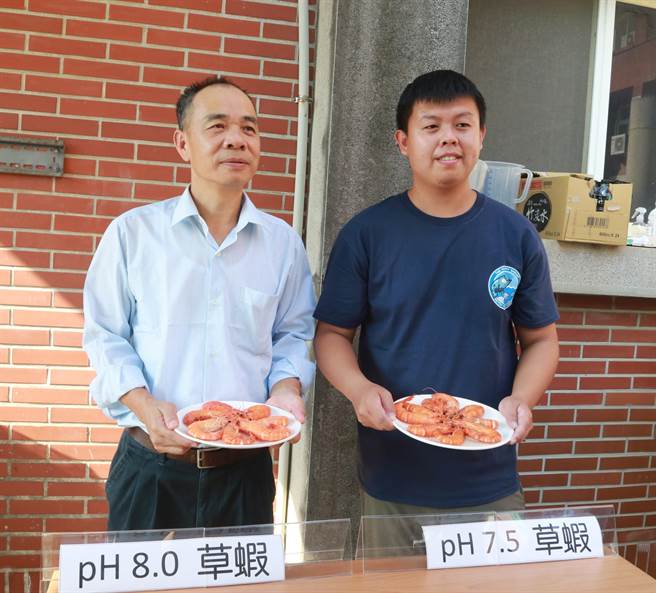 中山大學海洋酸化對草蝦口感影響研究，邀請民眾盲測品蝦，確實能分出差異。（國立中山大學提供／袁庭堯高雄傳真）