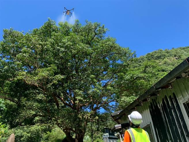 新北市绿美化环境景观处首度出动无人机，对平溪区十分寮1097株茄苳老树喷洒药剂。（新北市绿美化环境景观处提供）