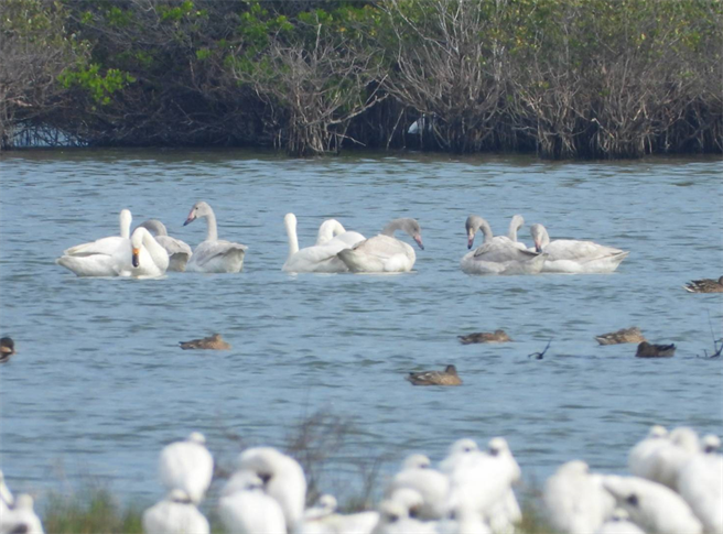 今在嘉義縣鰲鼓溼地發現18隻小天鵝驚喜現蹤，在台十分罕見。( 黃月英提供∕呂妍庭嘉義傳真）
