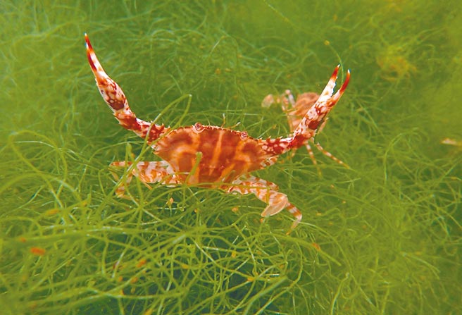 新北市農業局2015年啟動雙花計畫，與海洋大學師生合作，6年來對花枝、花蟹進行人工培養研究，今年終於完成台灣首例花蟹成功養殖報告。（新北市農業局提供／蔡雯如新北傳真）