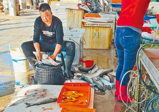 渔民李文龙分享怎么挑最新鲜乌鱼。（赖清美提供／吴敏菁彰化传真）