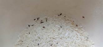 買米回家該怎麼保存？專家揭不長蟲大絕招