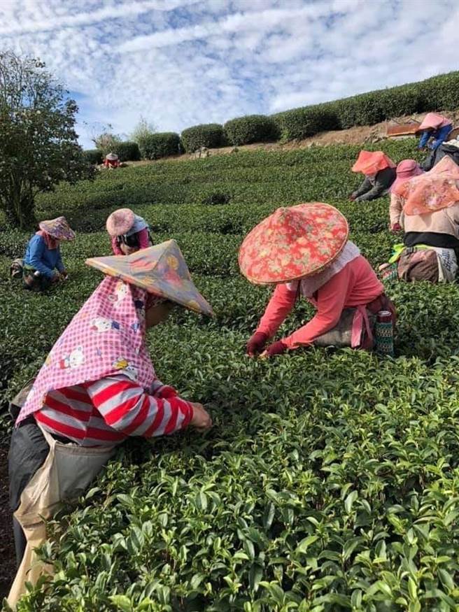 嘉義縣獨特的地理環境和氣候，適合高山茶的栽種。（嘉義縣政府提供）