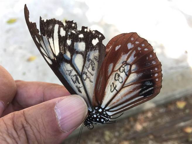 蝶飞千里来作客，日本富山县标放的青斑蝶飞行了46天、2277公里来澎湖。（王子培、李璻玲提供／陈可文澎湖传真）