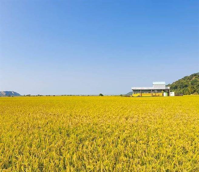 秋收時節，台中外埔忘憂谷金黃稻浪迎風搖曳，令人忘卻煩憂。（台中市觀旅局提供／王文吉台中傳真）