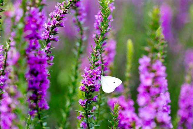 中社觀光花市全年皆有各式花卉盛開。（台中市觀旅局提供／王文吉台中傳真）