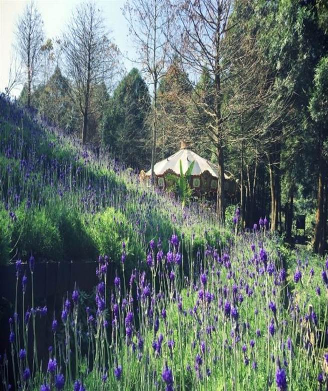 薰衣草森林透過旋轉木馬結合花海景觀，彷彿置身夢境般的森林遊樂園。（台中市觀旅局提供／王文吉台中傳真）