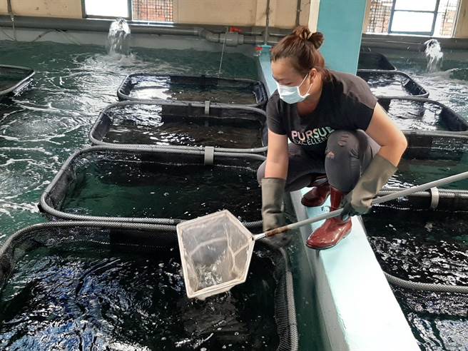 黎梦琴于鱼苗养殖场工作。(北高雄家扶中心提供／林雅惠传真)