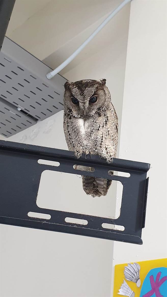 基隆市中正国中今上午有一只领角鸮猫头鹰密访802教室，轰动全校师生。（摘自基隆市中正国中脸书／陈彩玲基隆传真）