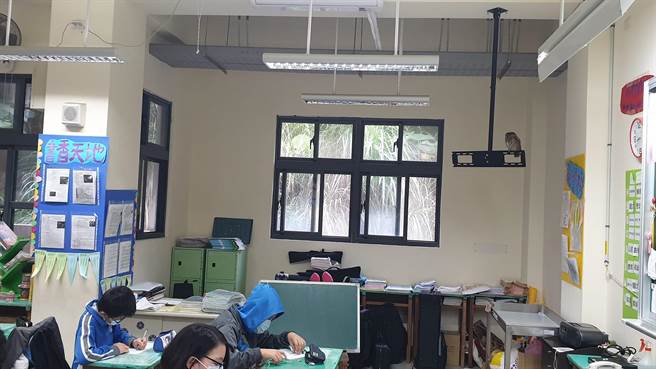 基隆市中正国中今上午有一只领角鸮猫头鹰密访802教室，轰动全校师生。（摘自基隆市中正国中脸书／陈彩玲基隆传真）