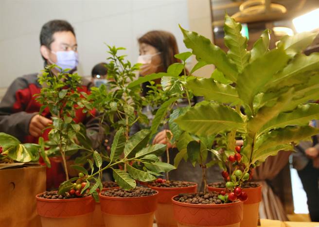 农委会农试所成功培育出第一个本土咖啡品种「台农1号」，其叶形与一般咖啡树苗（图左）比较明显较小，咖啡豆烘焙磨粉后经品评，分数达美国精品咖啡协会(SCAA)杯测量表80分以上「精品咖啡」等级，风味独特具坚果香气，在目前一般精品咖啡类型中颇为罕见。（王英豪摄）