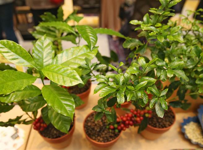 农委会农试所成功培育出第一个本土咖啡品种「台农1号」，其叶形与一般咖啡树苗（图左）比较明显较小，咖啡豆烘焙磨粉后经品评，分数达美国精品咖啡协会(SCAA)杯测量表80分以上「精品咖啡」等级，风味独特具坚果香气，在目前一般精品咖啡类型中颇为罕见。（王英豪摄）