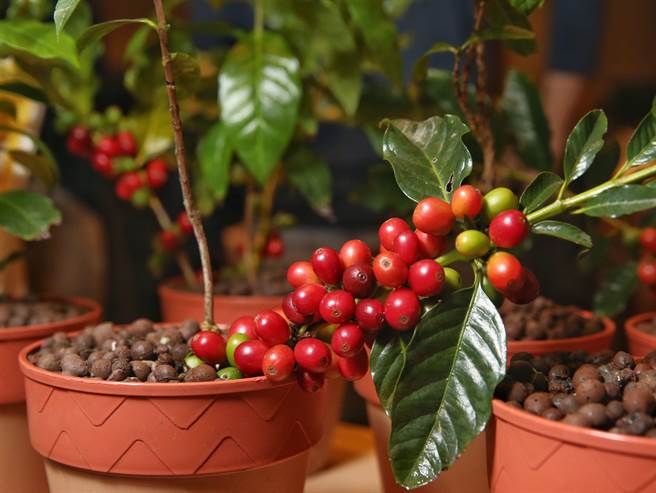 农委会农试所成功培育出第一个本土咖啡品种「台农1号」，咖啡豆烘焙磨粉后经品评，分数达美国精品咖啡协会(SCAA)杯测量表80分以上「精品咖啡」等级，风味独特具坚果香气，在目前一般精品咖啡类型中颇为罕见。（王英豪摄）