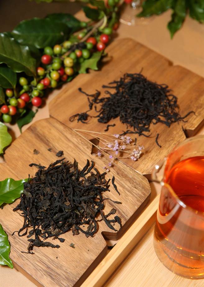农委会茶叶改良场针对咖啡作物研发副产品，咖啡树定期修剪后的咖啡叶以红茶加工技术开发全发酵的「咖啡叶茶」，茶汤色金黄滋味甘甜。（王英豪摄）