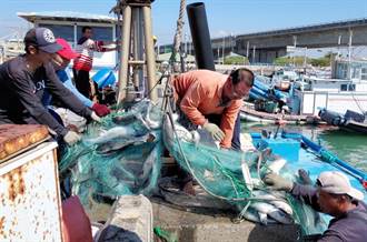 嘉義首批烏金入網 4000隻數量歷年來最多 漁民樂賺百萬元