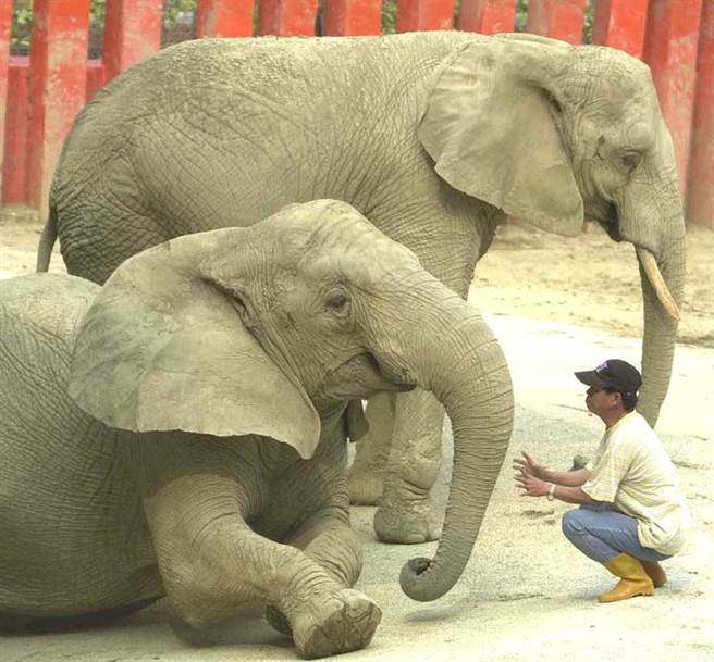 壽山動物園的非洲象「阿里」，與從小照顧他的前保育員張永興，相處40年默契絕佳。 （圖／本報資料照片，楊嘉裕攝）