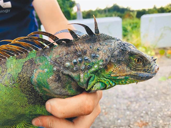 绿鬣蜥缺乏天敌且繁殖力强，在台湾多处皆可见牠们踪迹。（本报系资料照）