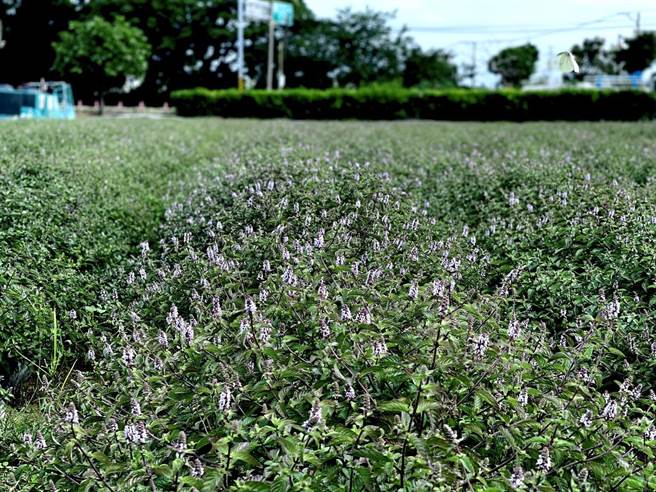 桃園仙草花節20日開展，目前花況為粉紫色花苞，尚未開花成暗紫花海。（桃園市政府農業局提供／陳夢茹桃園傳真）