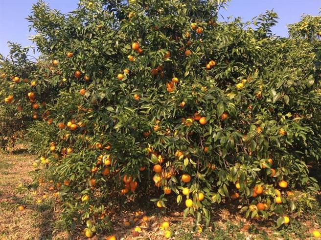 公老坪採橘子。（台中市观旅局提供／王文吉台中传真）