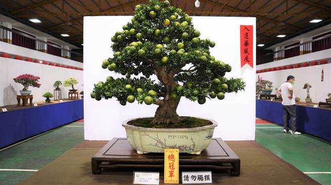 大台南花菓盆栽協會理事長張建壹以八房柑奪得總冠軍。（張毓翎攝）