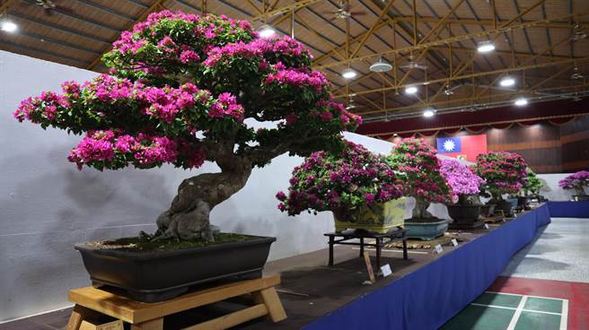 台灣花菓盆栽展自17日起至11月22日止，連續6天在台南市政府民治市政中心南瀛堂展出。（張毓翎攝）