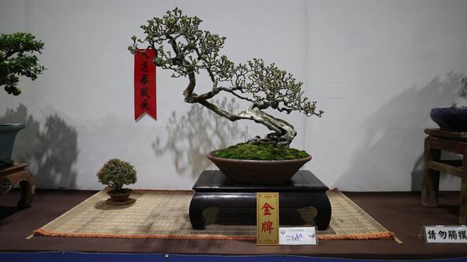 台灣花菓盆栽展自17日起至11月22日止，連續6天在台南市政府民治市政中心南瀛堂展出。（張毓翎攝）