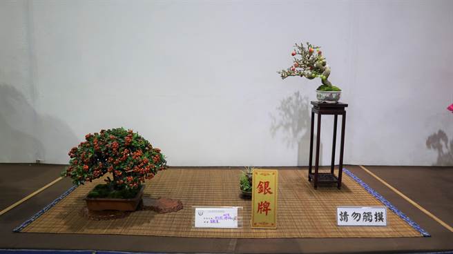 台灣花菓盆栽展自17日起至11月22日止，連續6天在台南市政府民治市政中心南瀛堂展出。（張毓翎攝）
