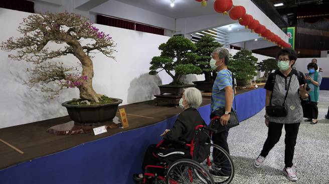 台灣花菓盆栽展自17日起至11月22日止，連續6天在台南市政府民治市政中心南瀛堂展出。（張毓翎攝）