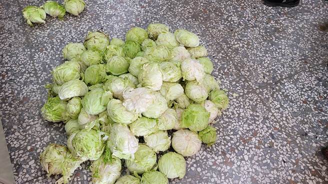  雲林縣多名婦人誤以為麥寮鄉某高麗菜田是農民棄置不理，17日呼朋引伴前來採收，菜農發現後報警處理，婦人則表示不知道自己觸犯偷竊罪，相當後悔，也繳回所採收的高麗菜。（中央社提供）