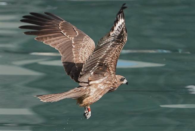 基隆鳥會常務理事沈錦豐今天分享17日在基隆港記錄到腳環配戴編號K9的黑鳶幼鳥「綠豆眼」。（摘自沈錦豐臉書／陳彩玲基隆傳真）